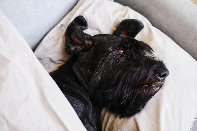 High angle view of cute black dog sleeping on pillow in bed and wrapping with blanket feel happy in