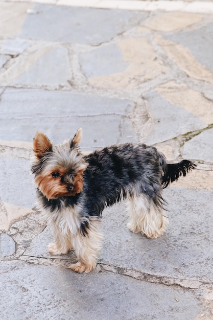 Photo high angle view of dog on footpath