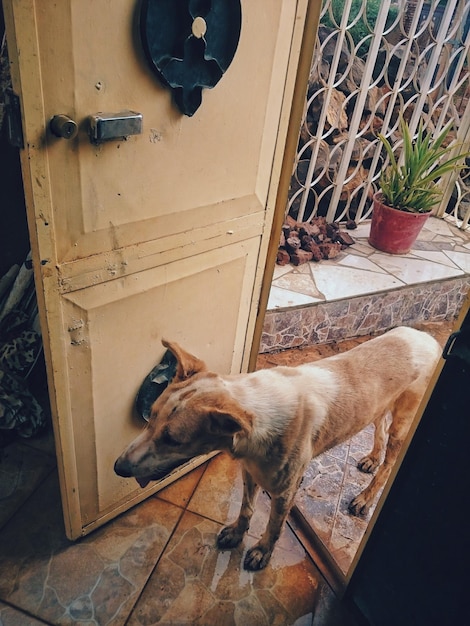 Photo high angle view of dog sleeping on door