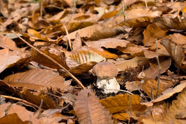 High angle view of dried autumn leaves on field