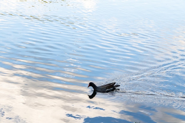 Photo high angle view of duck swimming in lake