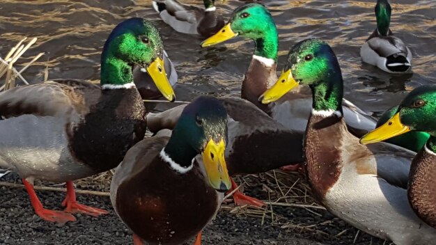 Photo high angle view of ducks in water