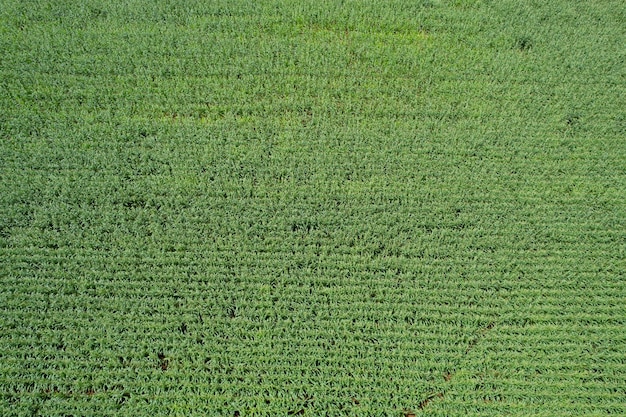 High angle view of farm grow plants nice landscape