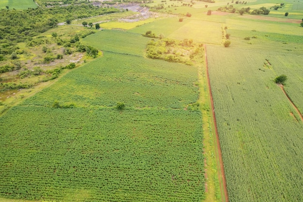 High angle view of farm grow plants nice landscape