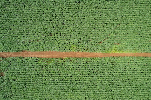 High angle view of farm grow plants nice landscape