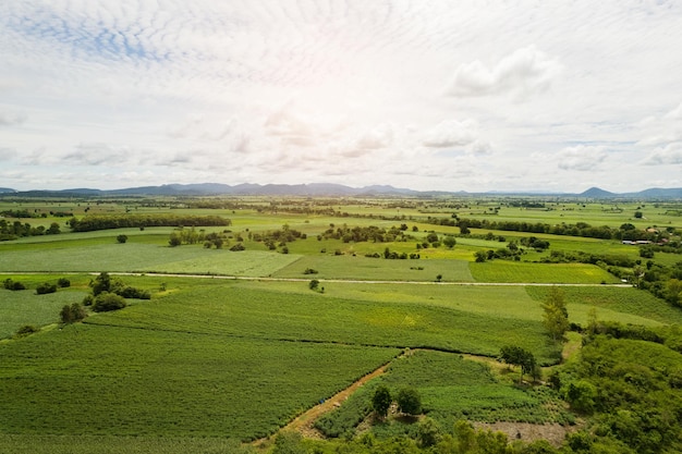 High angle view of farm grow plants nice landscape