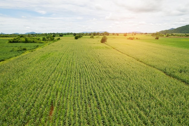 High angle view of farm grow plants nice landscape