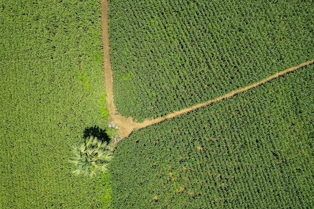 High angle view of farm grow plants nice landscape