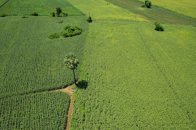 High angle view of farm grow plants nice landscape