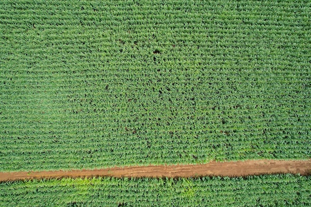 High angle view of farm grow plants nice landscape