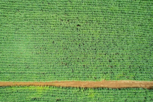 High angle view of farm grow plants nice landscape