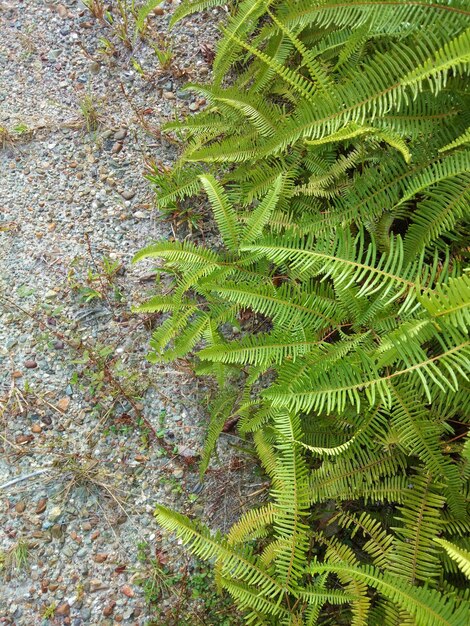 Photo high angle view of fern leaves