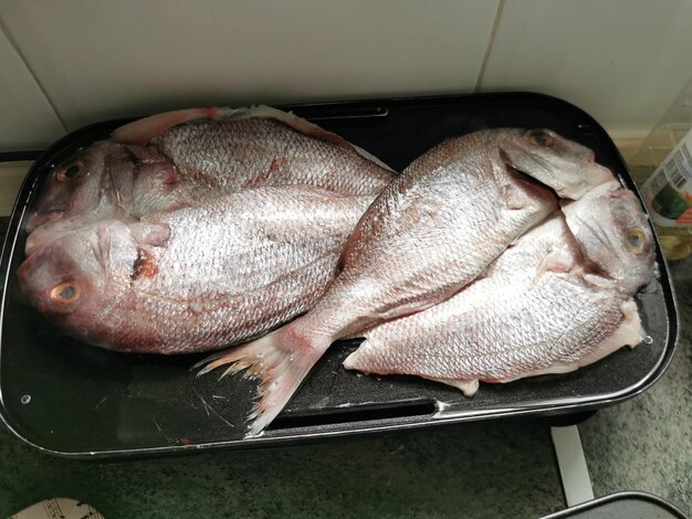 Photo high angle view of fish in container