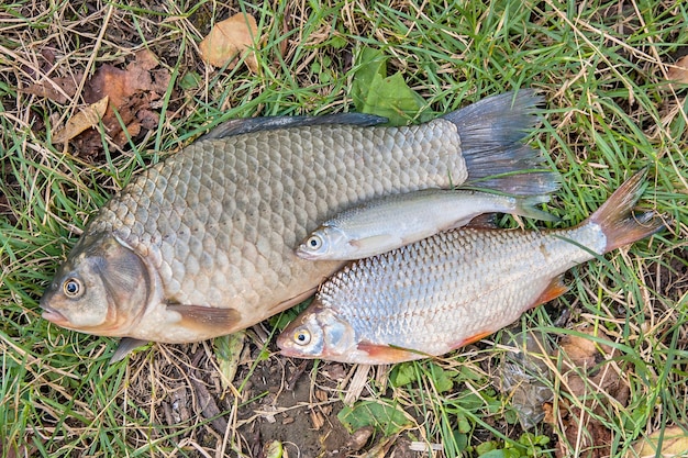 High angle view of fish on grass