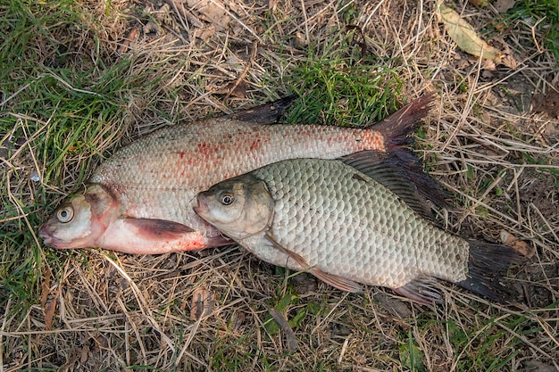 Photo high angle view of fish on ground