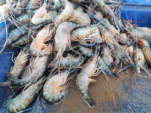 Photo high angle view of fish for sale