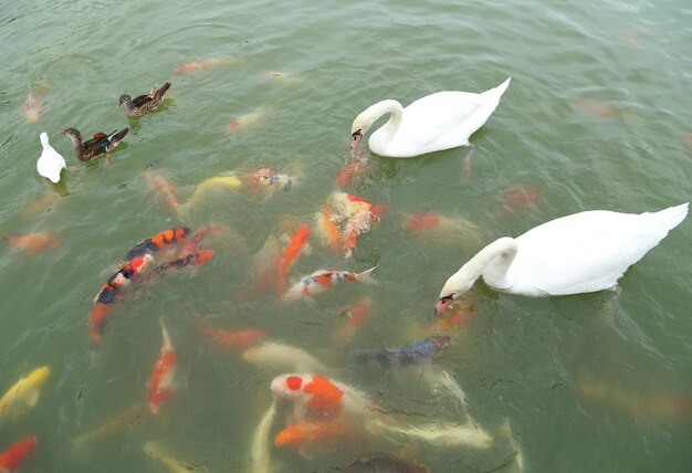 Photo high angle view of fish swimming in lake