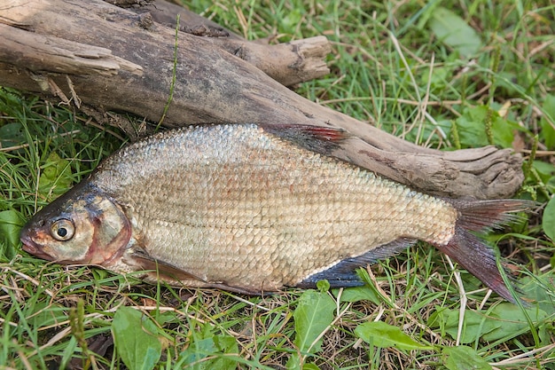 Photo high angle view of fish