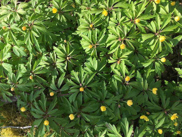 Photo high angle view of flowering plants on field