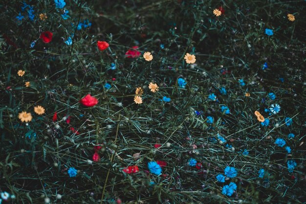 Photo high angle view of flowering plants on land