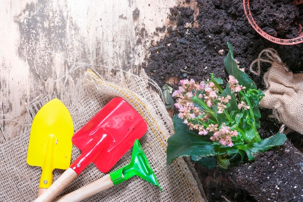 High angle view of flowers with gardening equipment