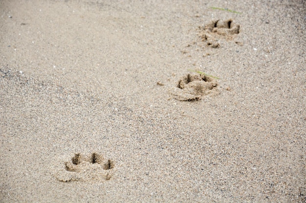 High angle view of footprints on sand