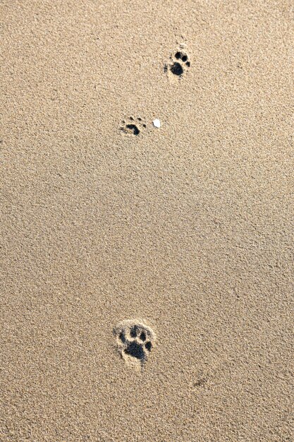 Photo high angle view of footprints on sand