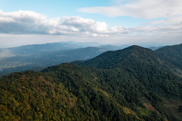 High angle view of forest and mountains in summertrees and forest in the evening