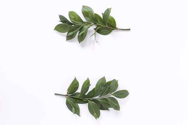 High angle view of fresh green leaves on white background