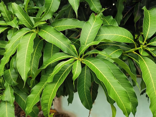 High Angle View of Fresh Green Mango Leaves