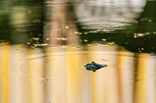 Photo high angle view of frogon wet glass