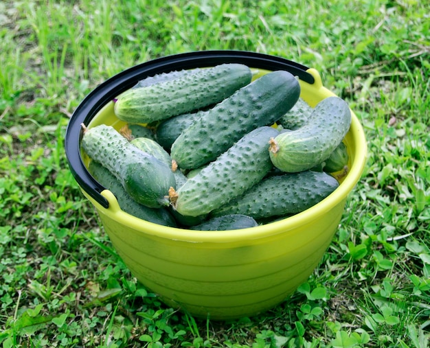 High angle view of fruits in container