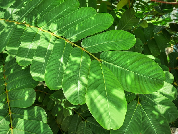 High Angle View of Green Leaves with Light and Shadow