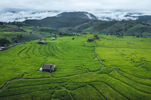 High angle view Green Rice field on terraced in Chiangmai