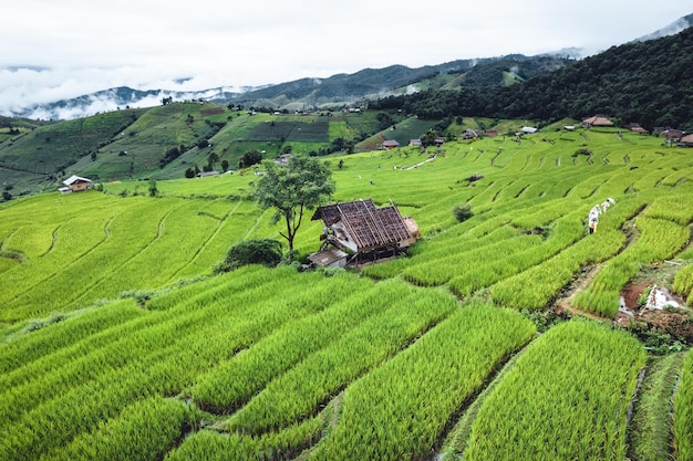 High angle view Green Rice field on terraced in Chiangmai