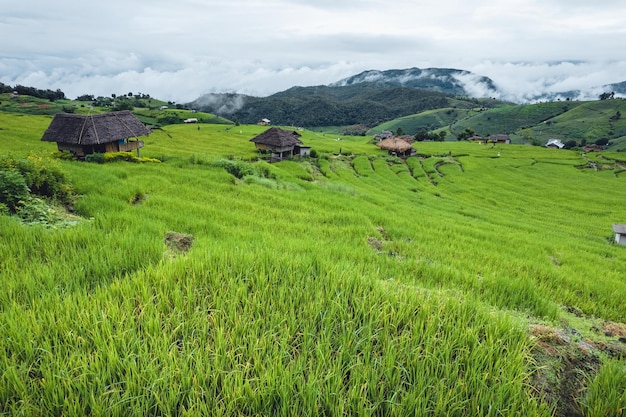 High angle view Green Rice field on terraced in Chiangmai