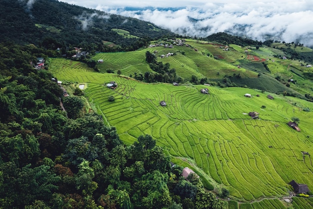 High angle view Green Rice field on terraced in Chiangmai