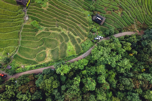 High angle view Green Rice field on terraced in Chiangmai