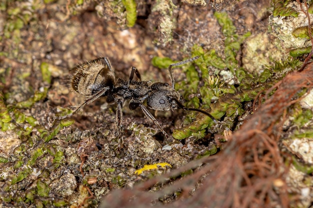 Photo high angle view of insect on land