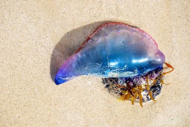 Photo high angle view of jellyfish on beach