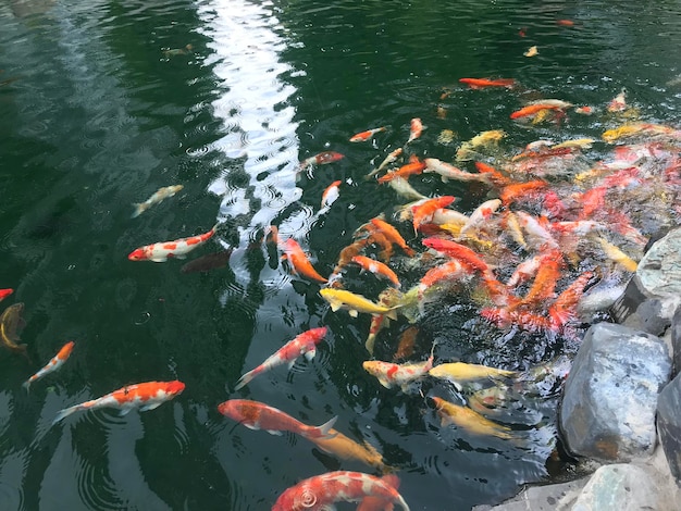 High angle view of koi carps swimming in lake