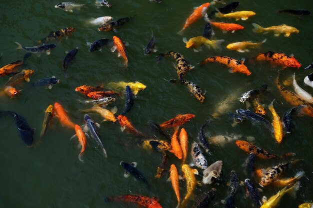 High angle view of koi carps swimming in lake