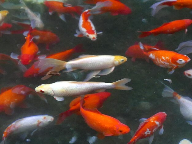 High angle view of koi carps swimming in pond