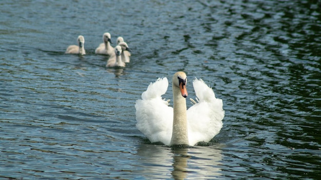 High angle view of large mute swan swans  cygnets swimming in lake with reflection