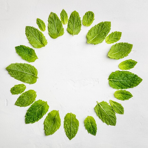 Photo high angle view of leaves against white background