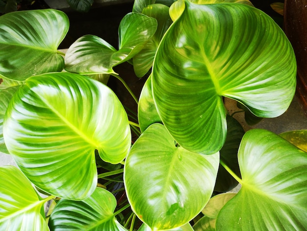 High angle view of leaves