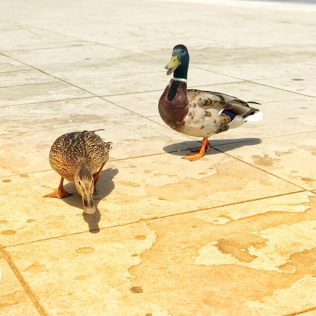 Photo high angle view of mallard duck