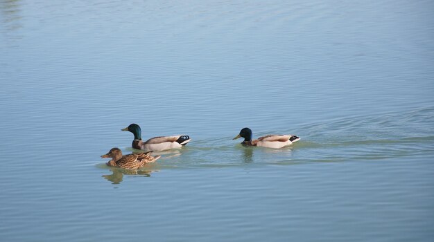 High angle view of mallard ducks swimming in pond