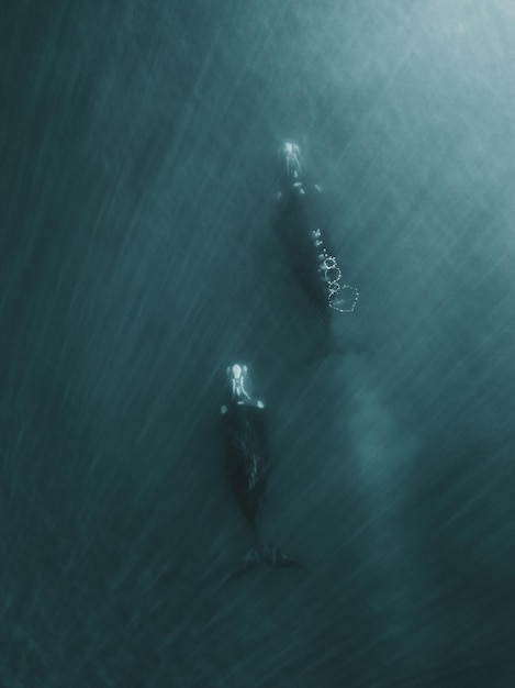 High angle view of man swimming in sea