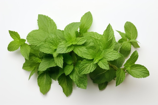 High angle view of mint leaves on white background